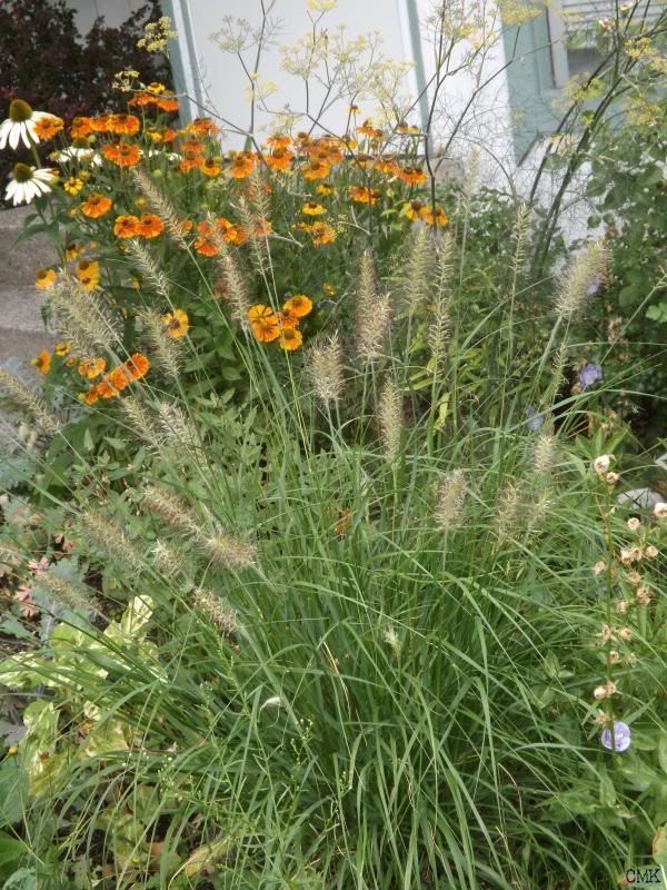 Helenium 'Mardi Gras' & Pennisetum 'Karley Rose' photo frontbedaug1414_zpsa0bb2736.jpg